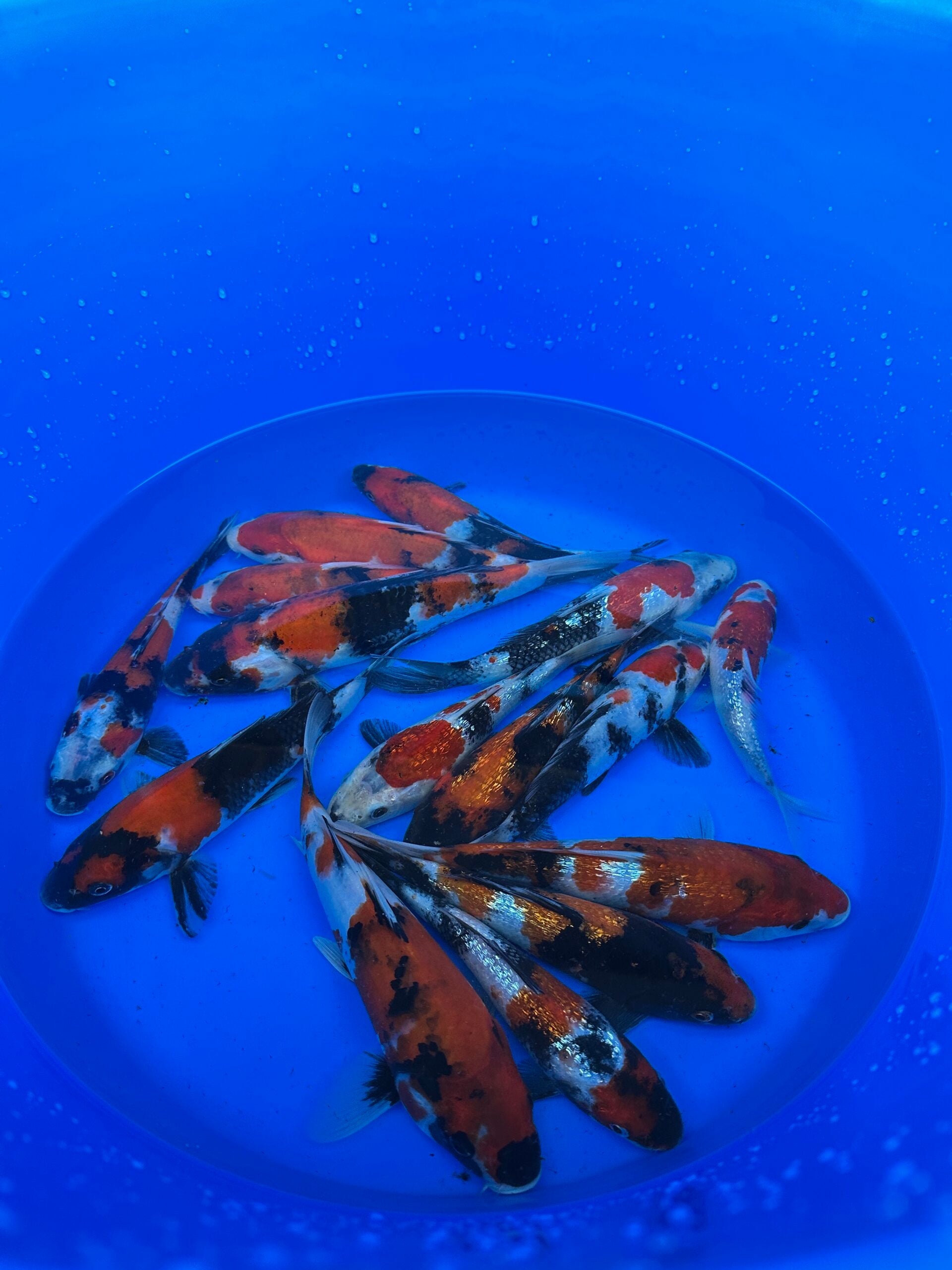 Japankoi Showa Mix 15-18cm