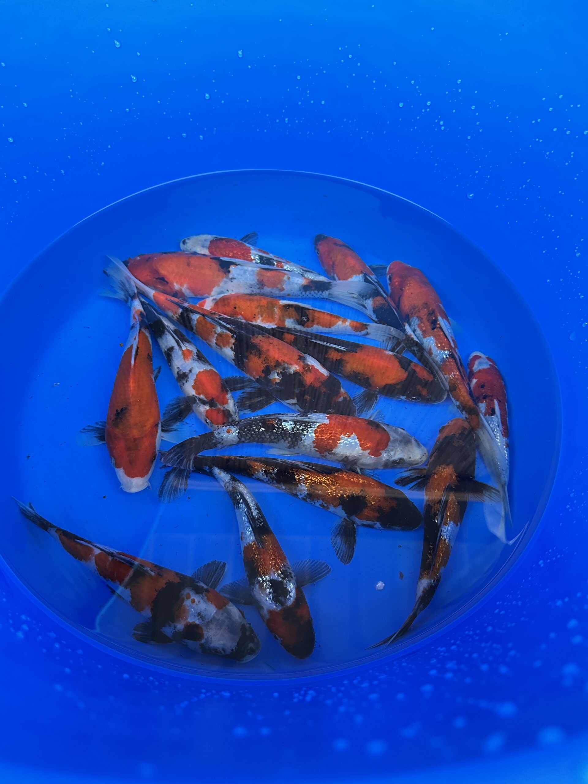 Japankoi Showa Mix 15-18cm
