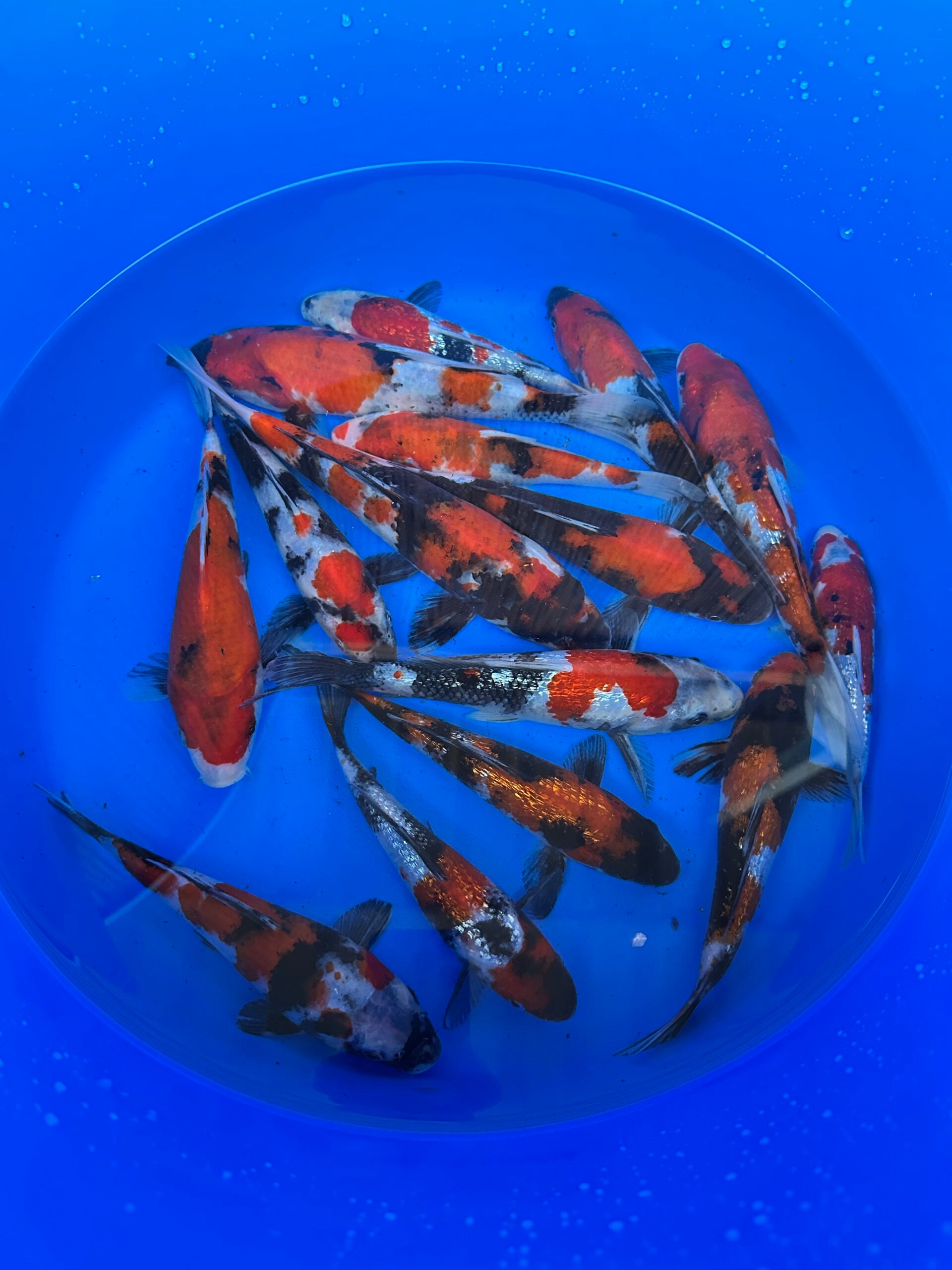 Japankoi Showa Mix 15-18cm