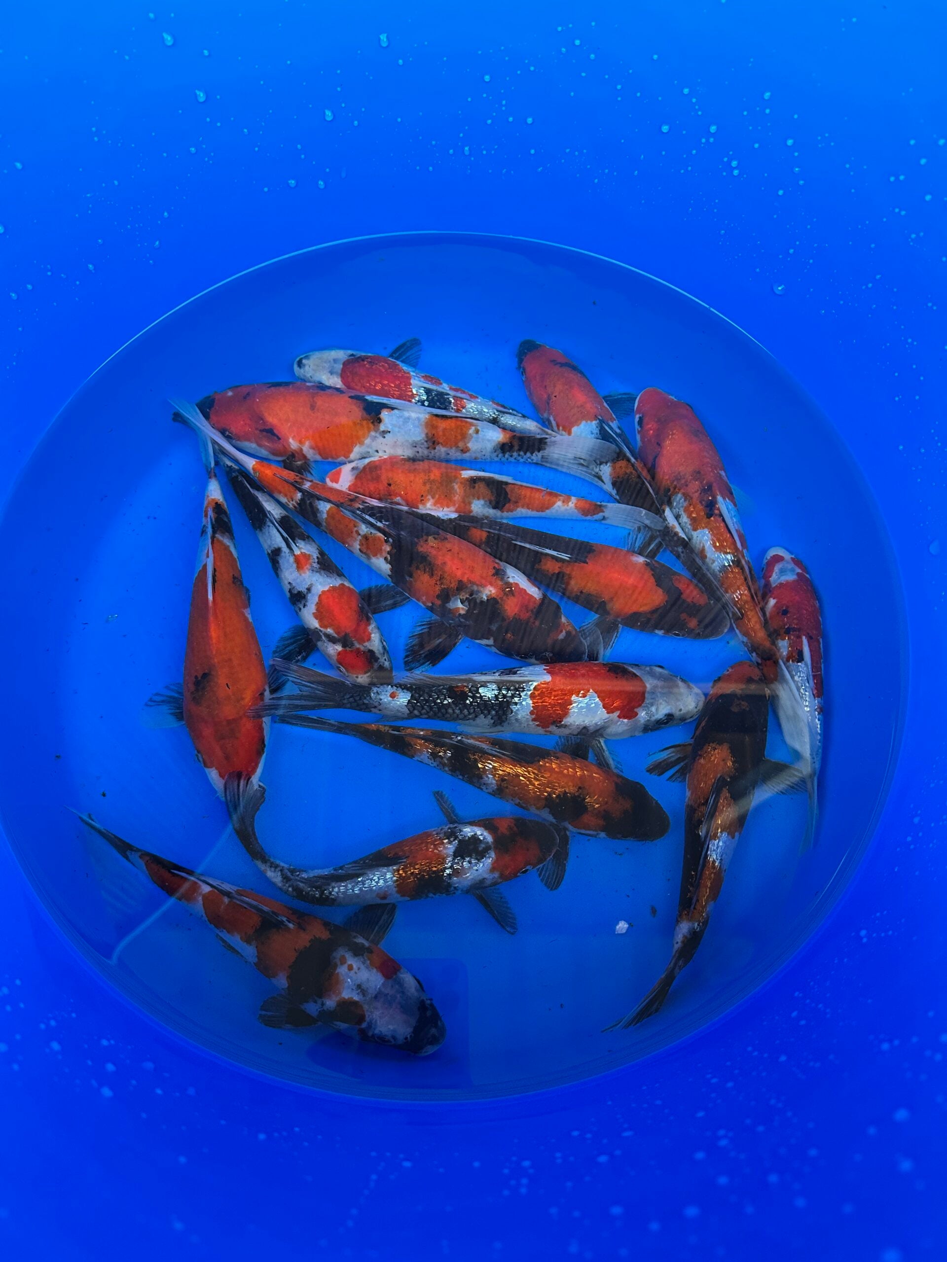 Japankoi Showa Mix 15-18cm