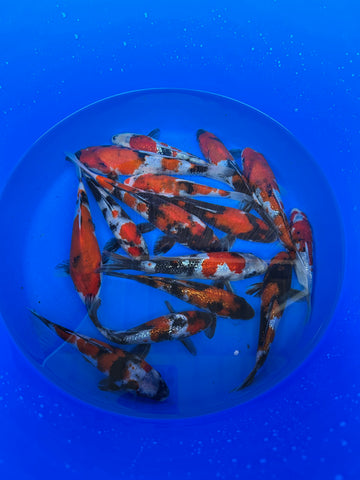 Japankoi Showa Mix 15-18cm