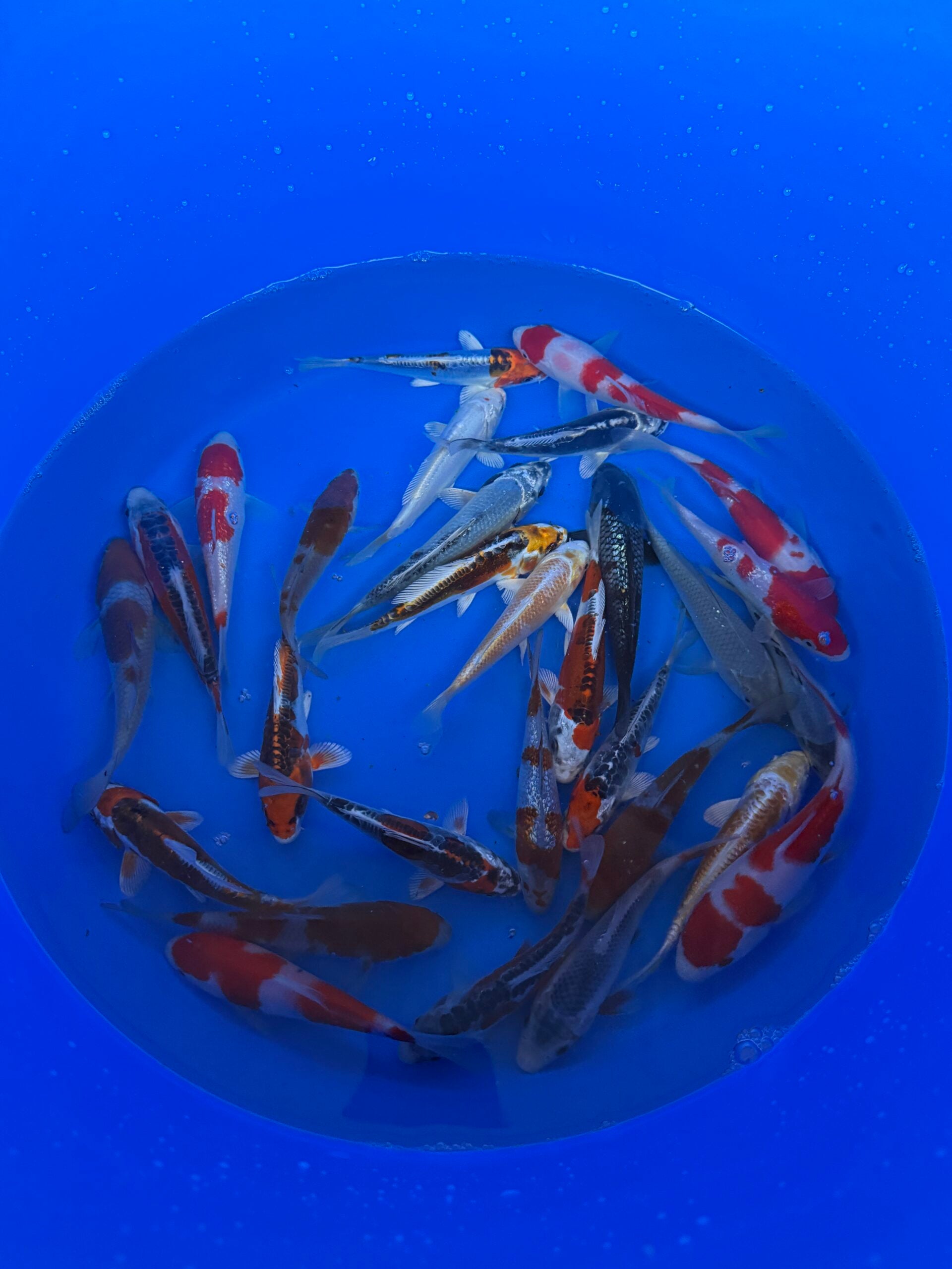 Oofuchi Japankoi Tosai Mix 13-15cm