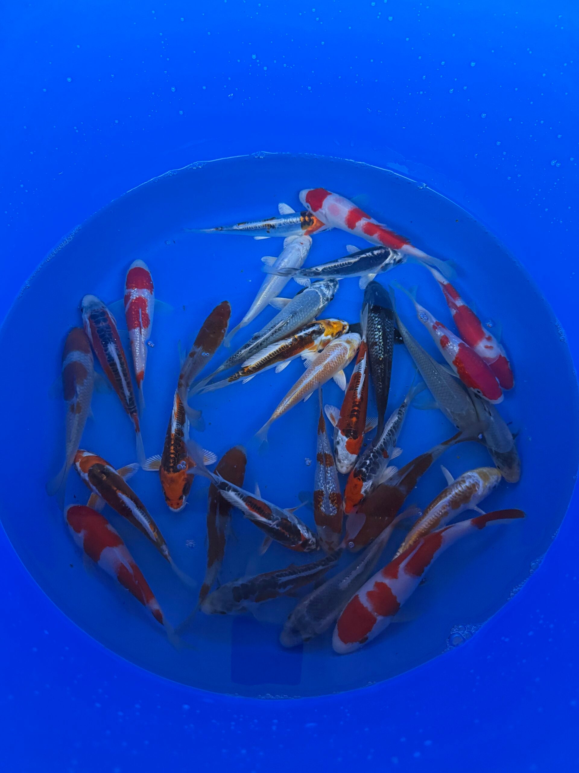 Oofuchi Japankoi Tosai Mix 13-15cm