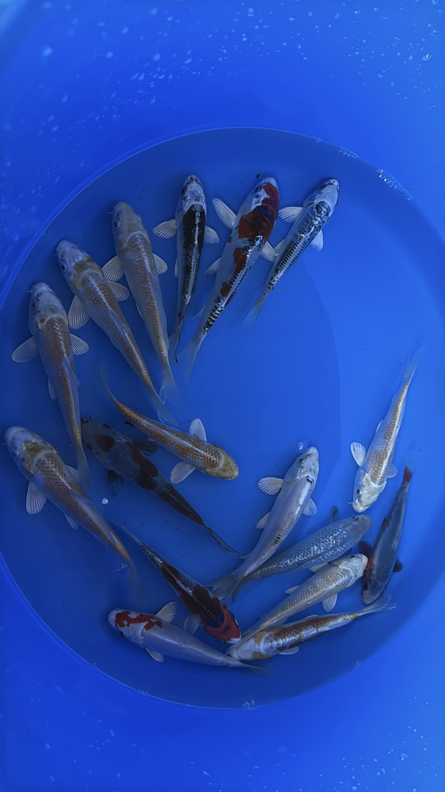 Oofuchi Japankoi Tosai Mix 13-15cm