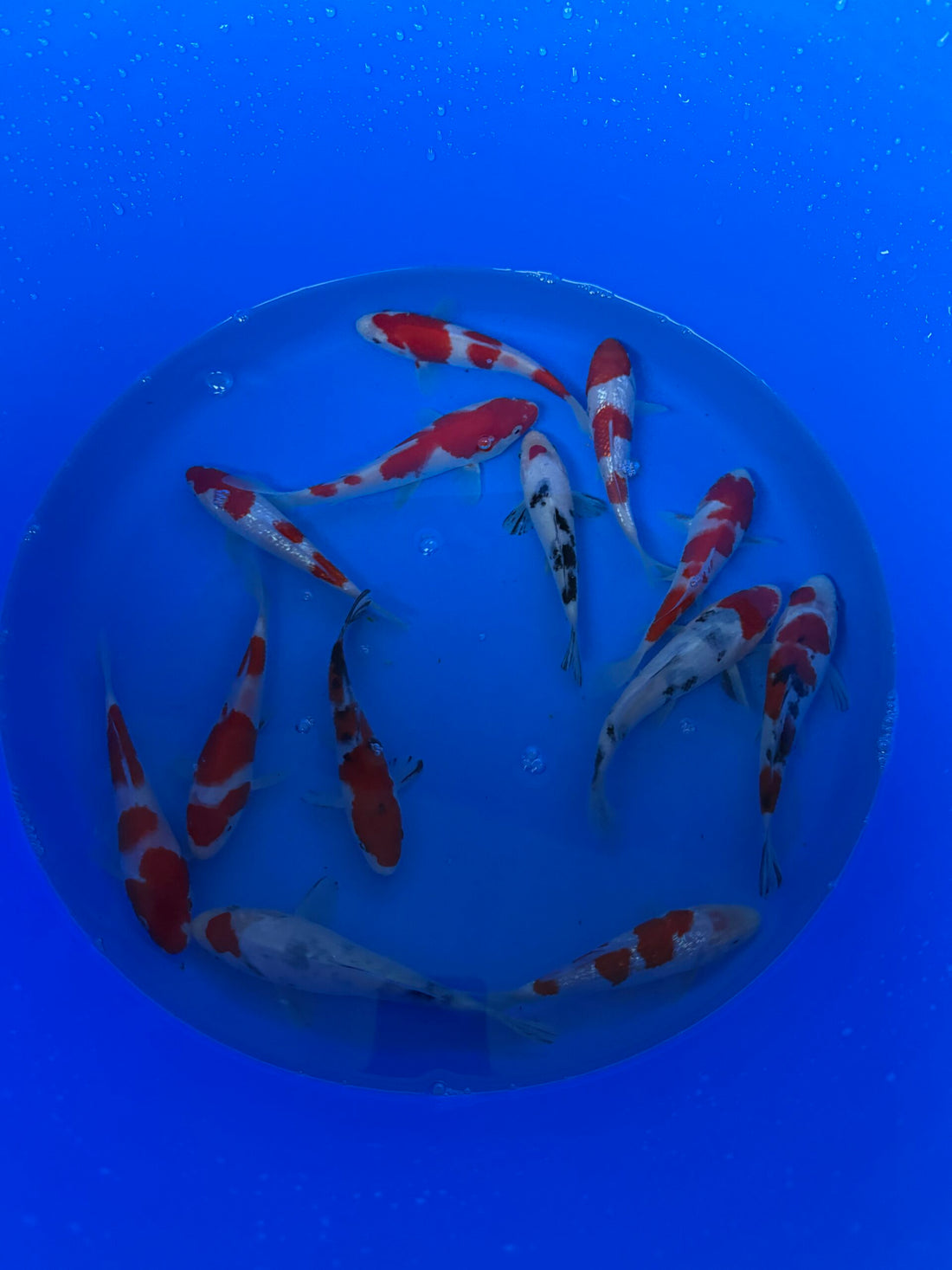 Oofuchi Japankoi Tosai Mix 13-15cm