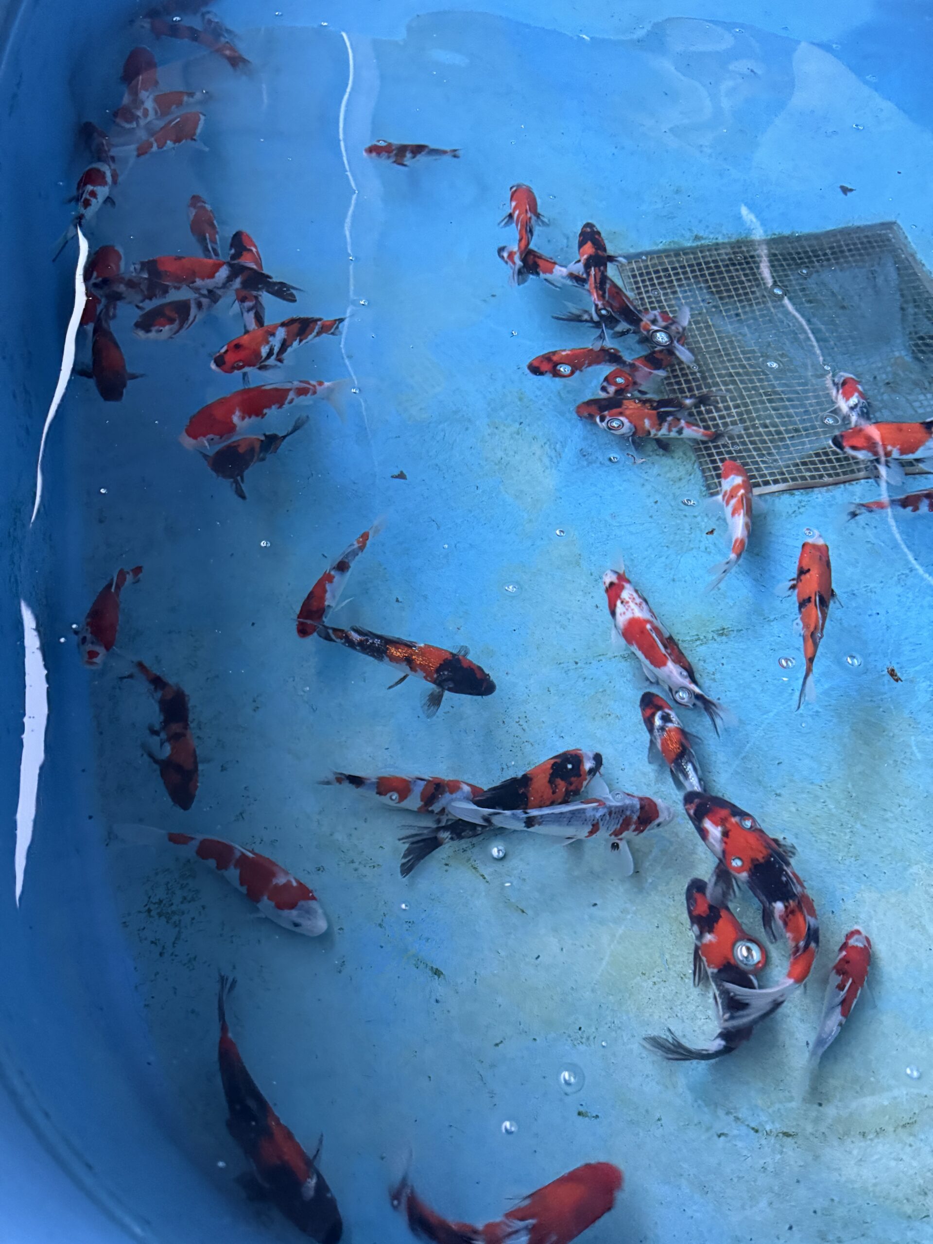 Japankoi Showa Mix 15-18cm
