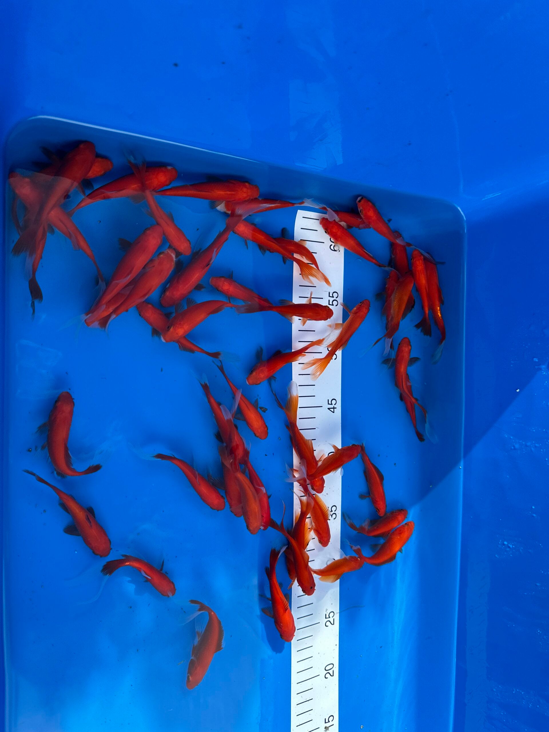 Goldfische 7-10cm
