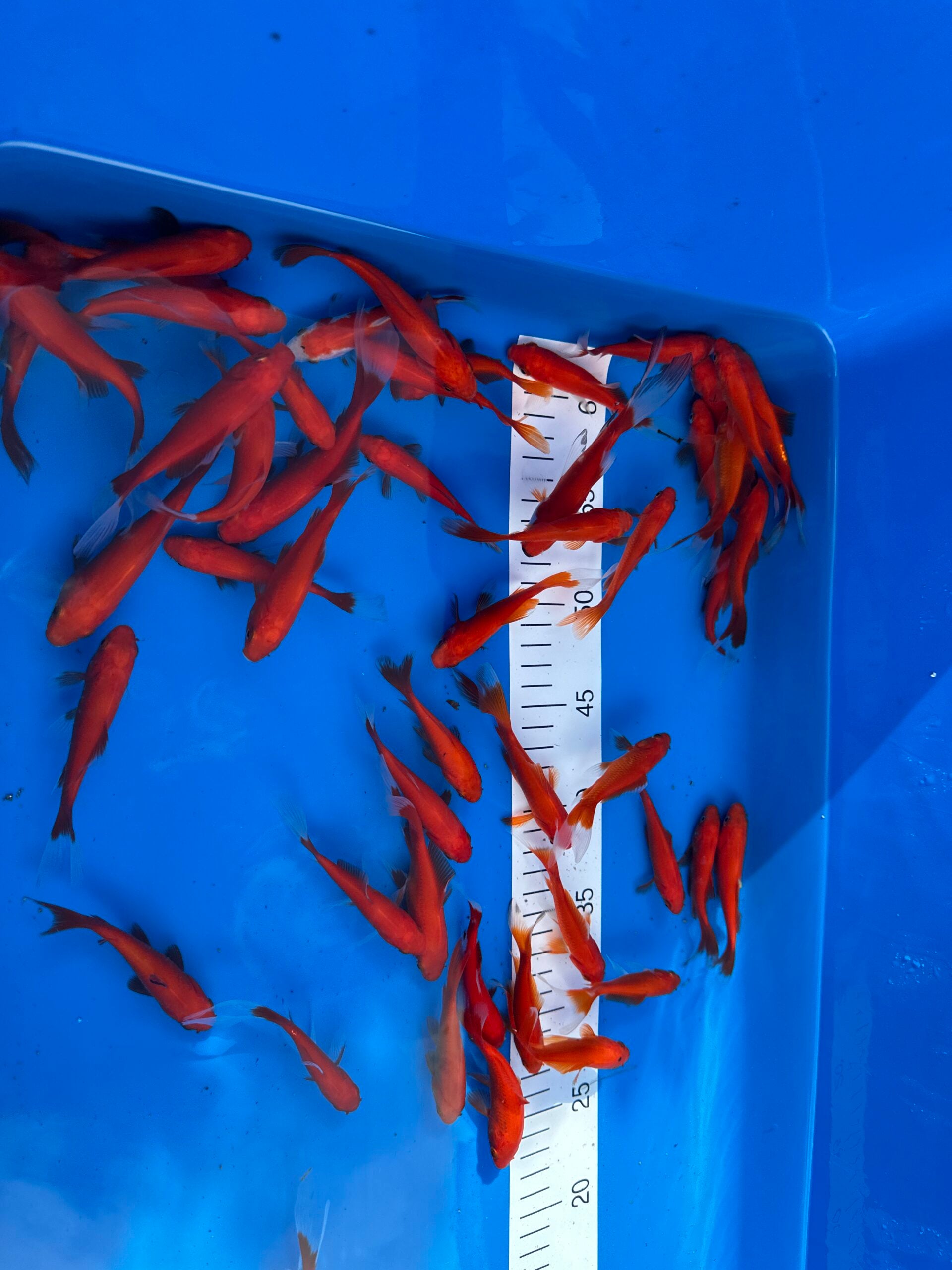 Goldfische 7-10cm