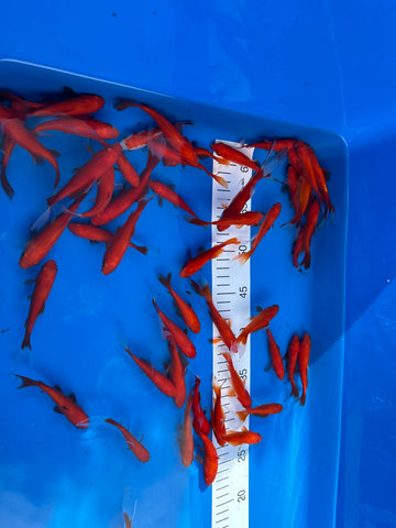 Goldfische 7-10cm