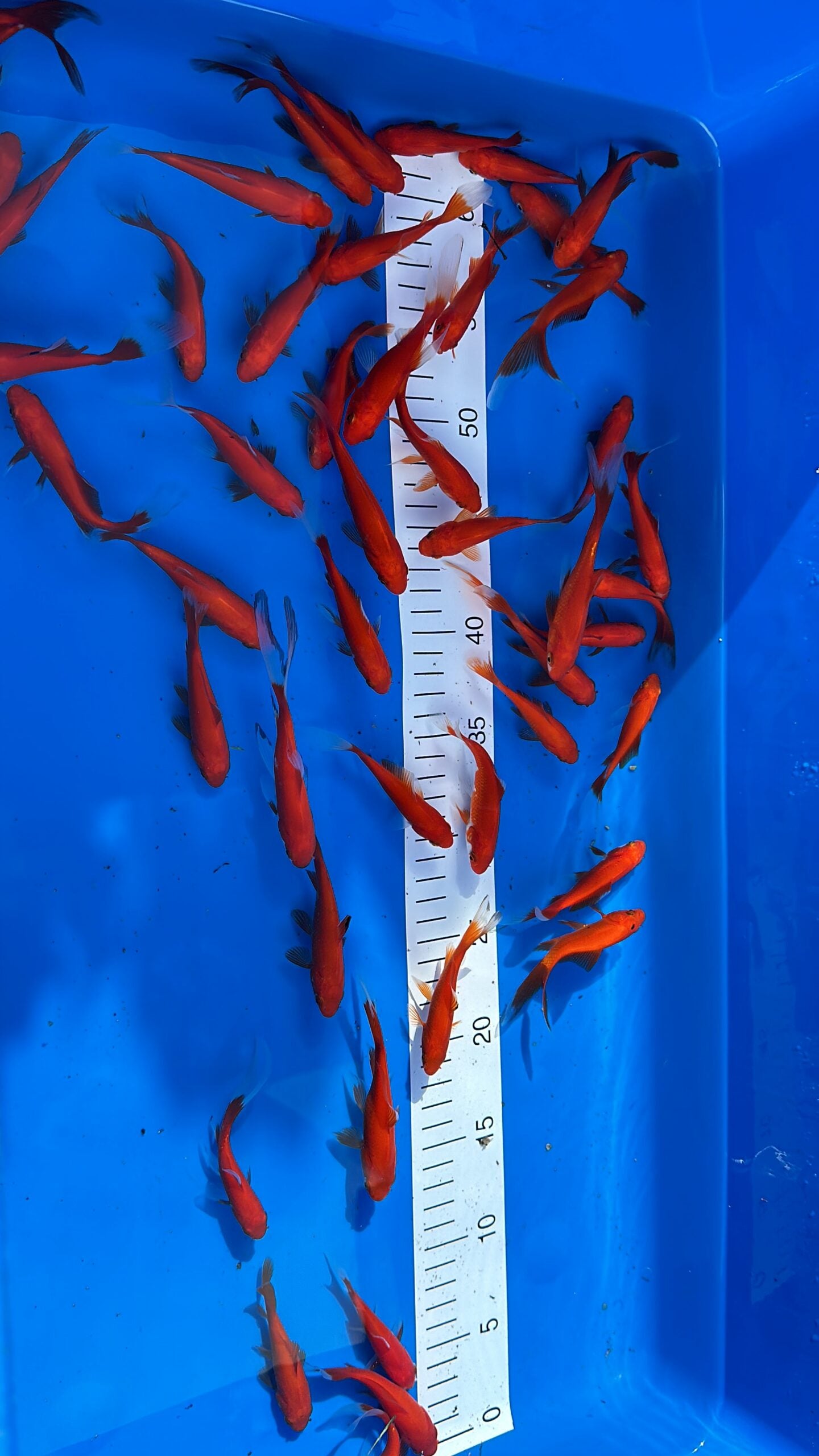 Goldfische 7-10cm