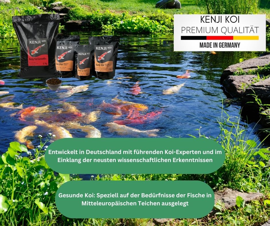 KENJI KOI Snack - Seidenraupen