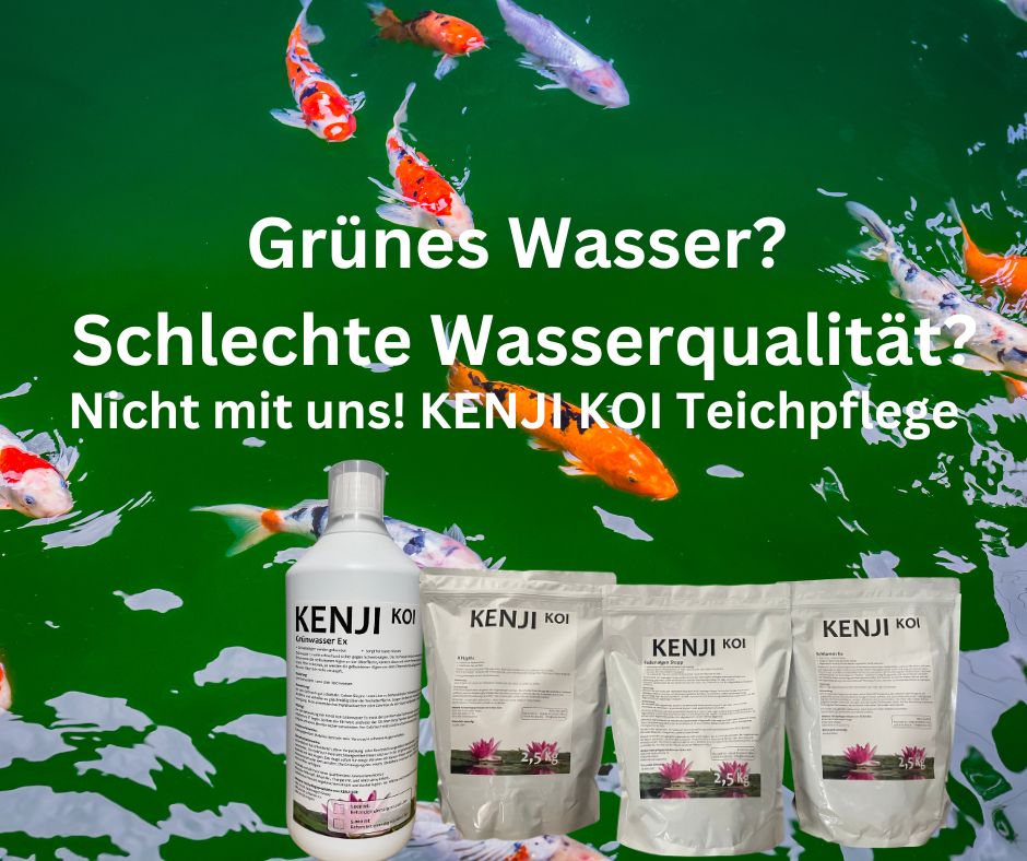 KENJI KOI Fadenalgen Stopp