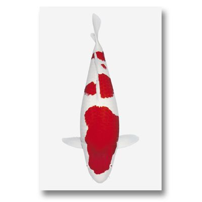 Koi Autoaufkleber