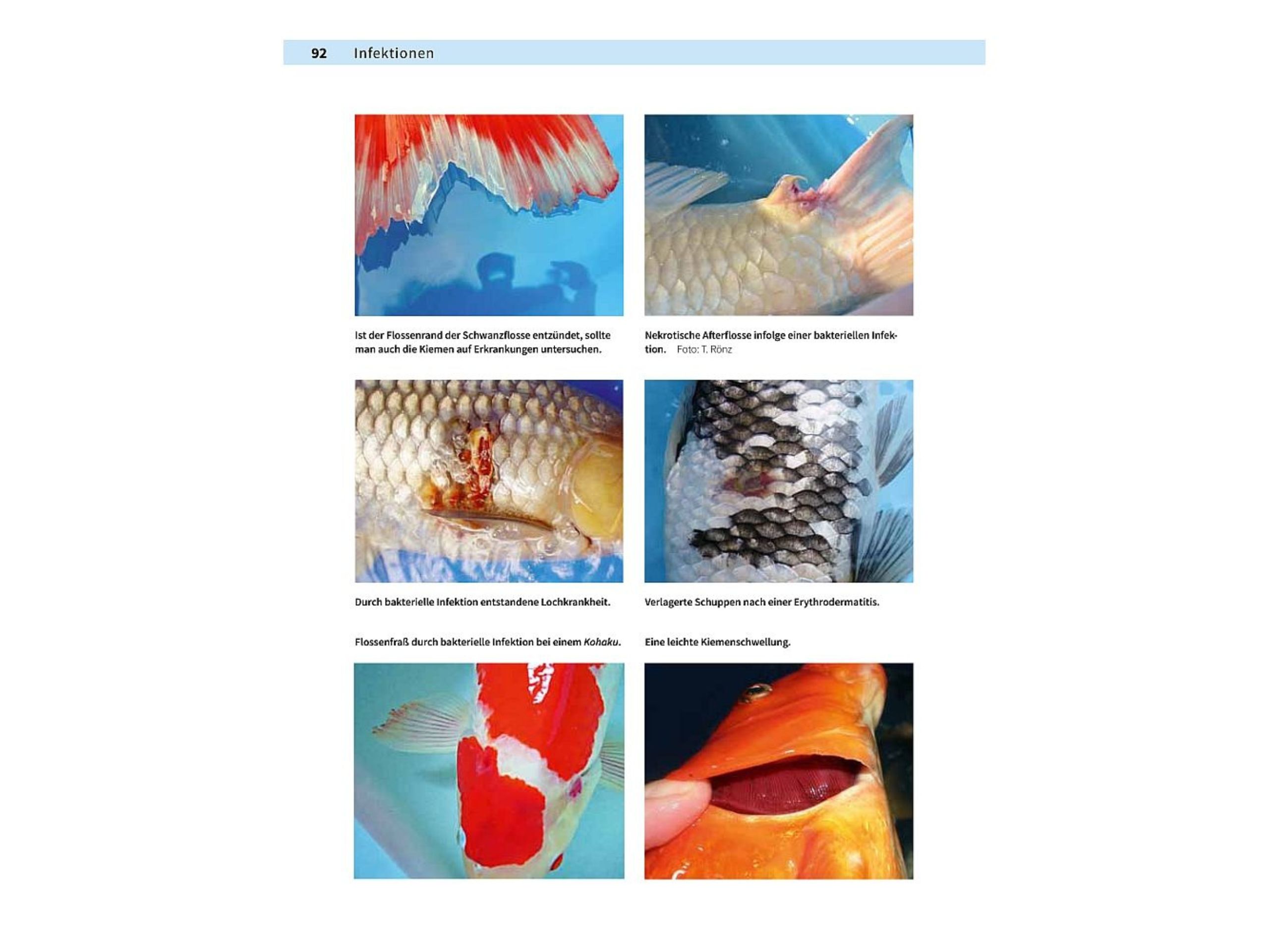Patient Koi von Sandra Lechleiter