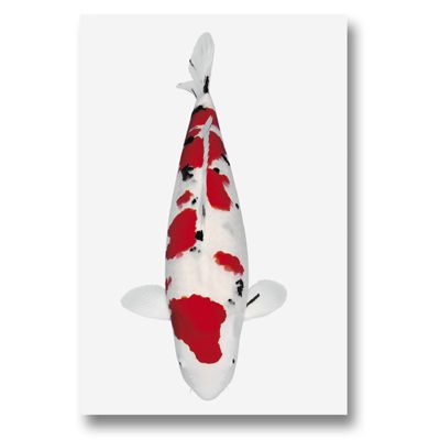 Koi Autoaufkleber