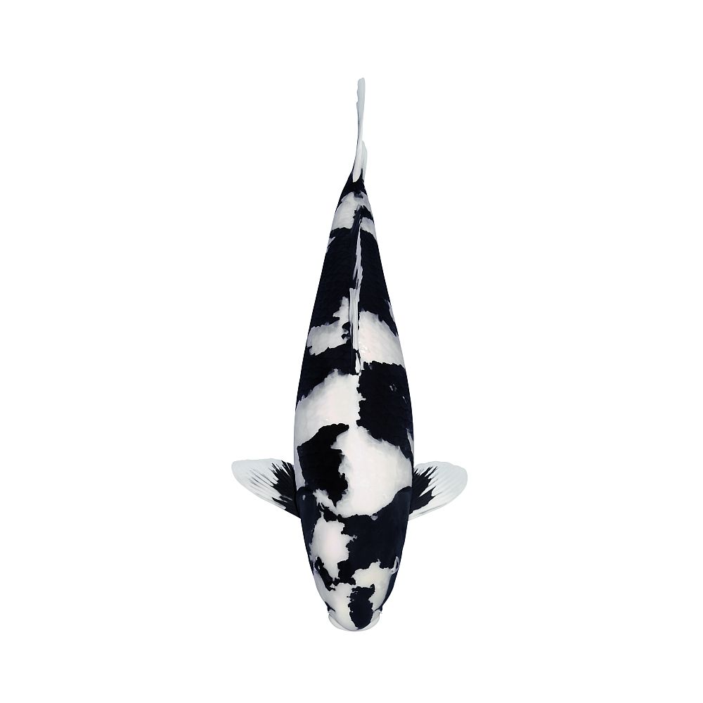 Koi Autoaufkleber