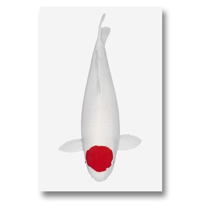 Koi Autoaufkleber