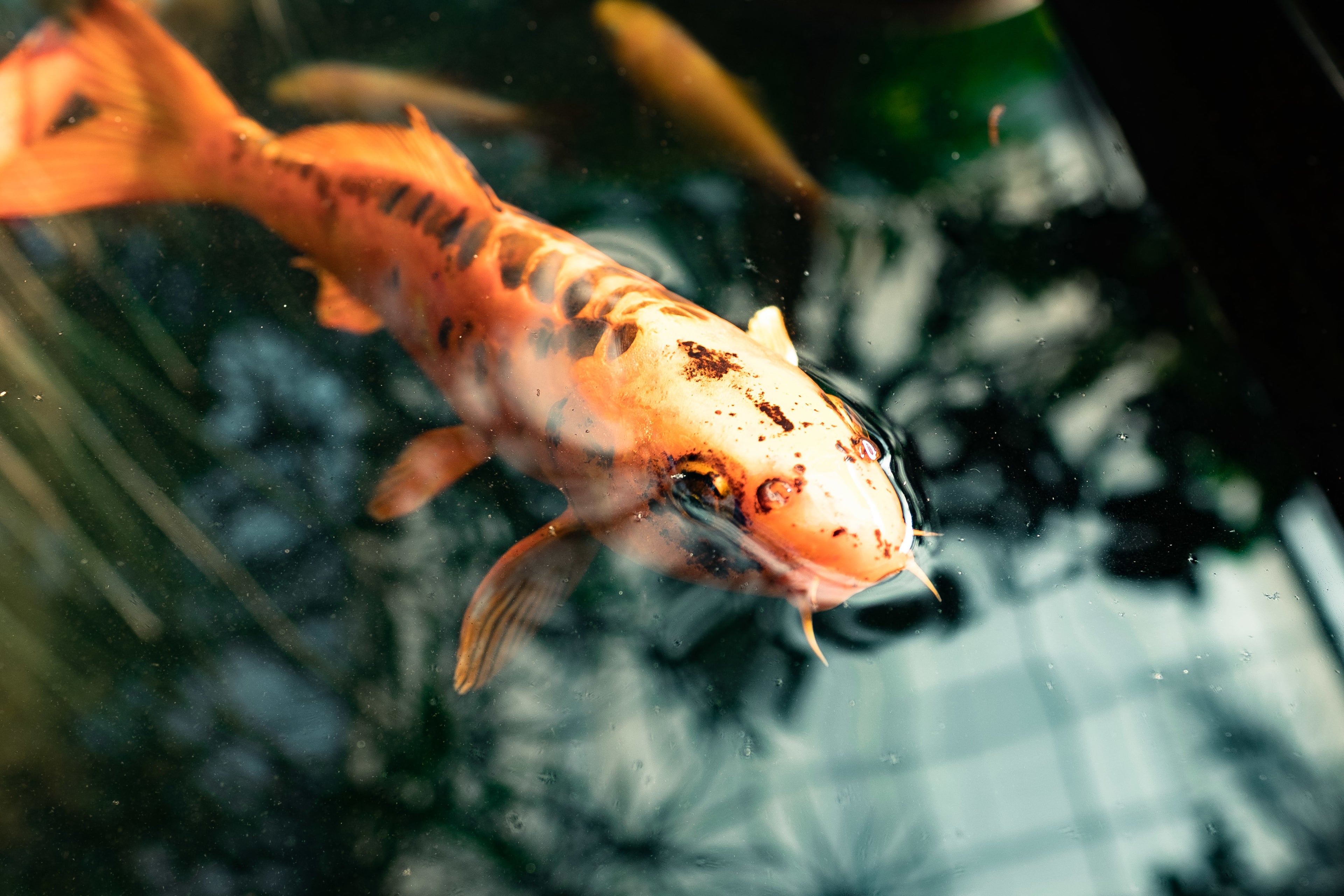 slider image 1621243260e1af0c20-0